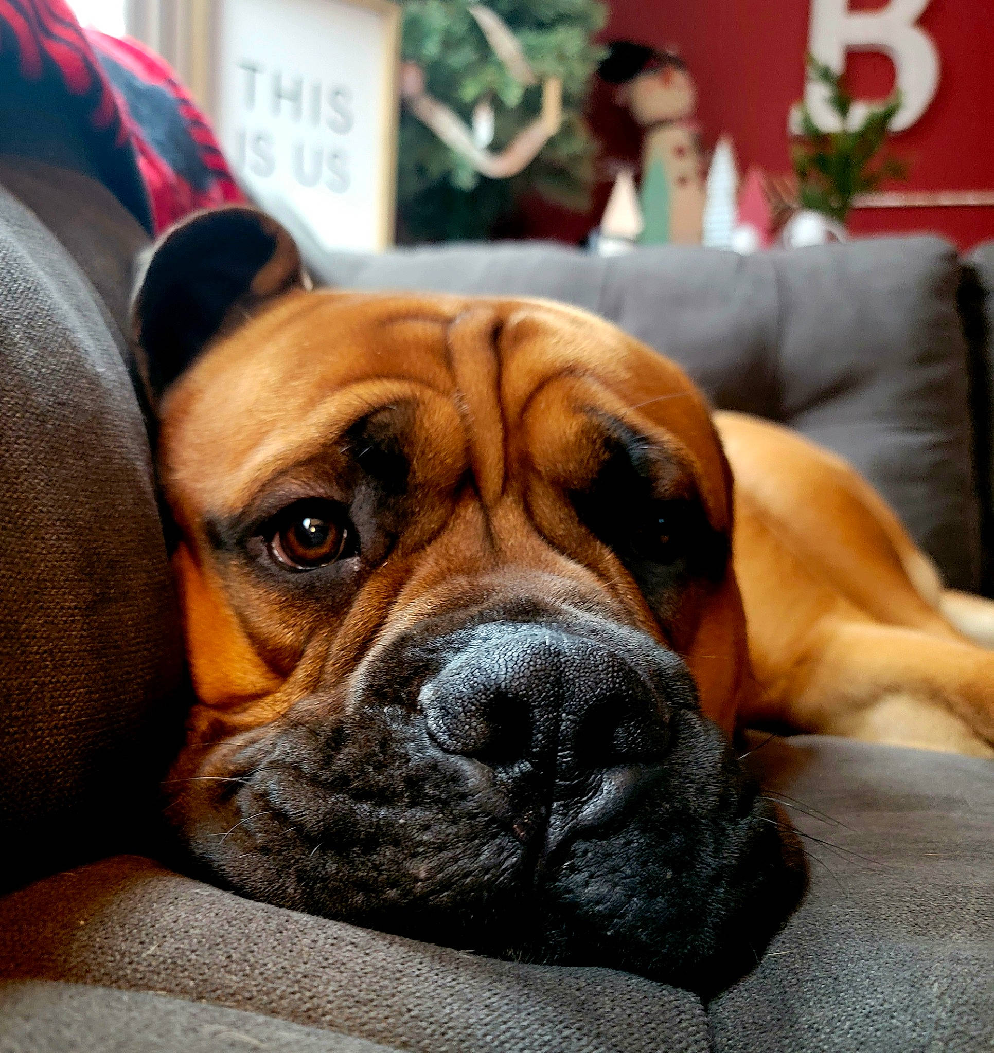 Riggs joined the competition — help win amazing prizes! bored, boxer, canidae, carnivore, collar, comfort, companion_dog, dog, dog_breed, dog_collar, fawn, giant_dog_breed, houseplant, molosser, snout, sporting_group, whiskers, working_animal, working_dog, wrinkle