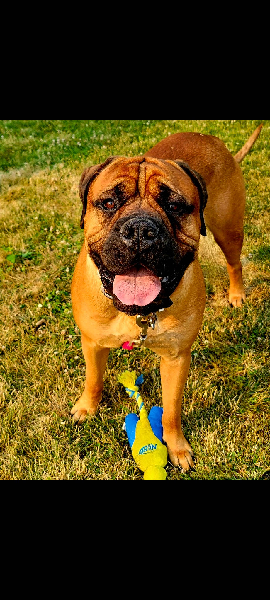 Riggs is registered to the contest to win money with this photo: ancient_dog_breeds, boxer, carnivore, companion_dog, dog, dog_breed, dog_collar, dog_supply, electric_blue, fawn, grass, happy, liver, molosser, people_in_nature, plant, sporting_group, working_animal, working_dog, wrinkle