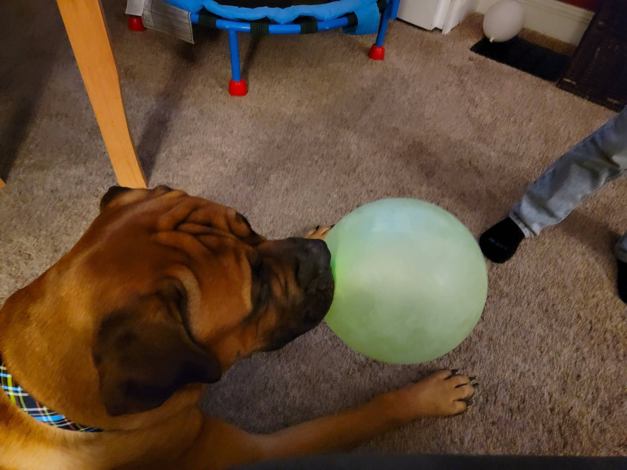 Riggs joined the competition — help win amazing prizes! abdomen, ball, balloon, carnivore, chair, chest, companion_dog, dog, elbow, exercise, exercise_equipment, flooring, guard_dog, human_leg, knee, leisure, physical_fitness, sportswear, swiss_ball, thigh