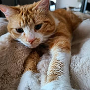 Noisette a rejoint le concours — aidez-le/la à gagner de superbes lots ! cat, ginger_cat, white_fur, paw, stretching, close_up, indoor, blanket, soft_texture, feline, pet, animal, whiskers, ears, nose, fur, relaxed, cozy, comfort, resting
