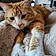Noisette