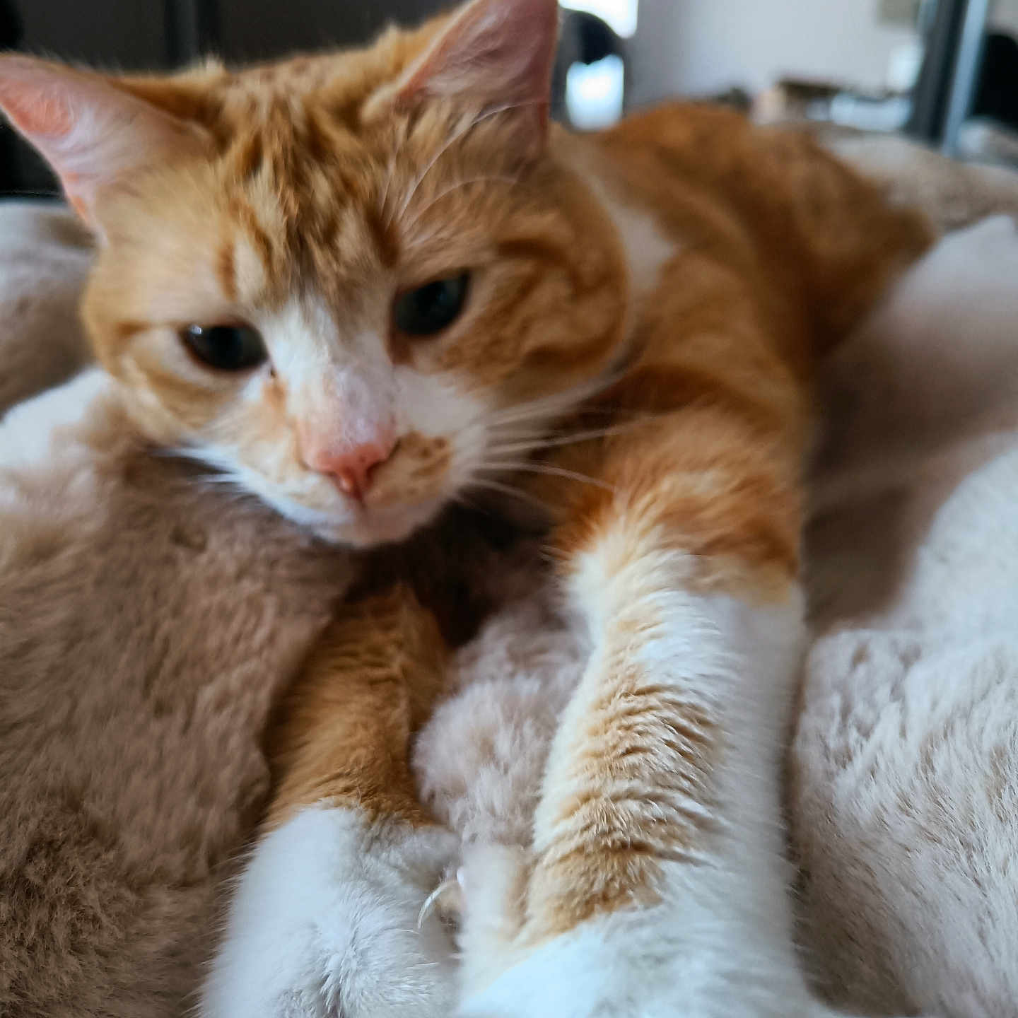 Noisette a rejoint le concours — aidez-le/la à gagner de superbes lots ! animal, blanket, cat, close_up, comfort, cozy, ears, feline, fur, ginger_cat, indoor, nose, paw, pet, relaxed, resting, soft_texture, stretching, whiskers, white_fur