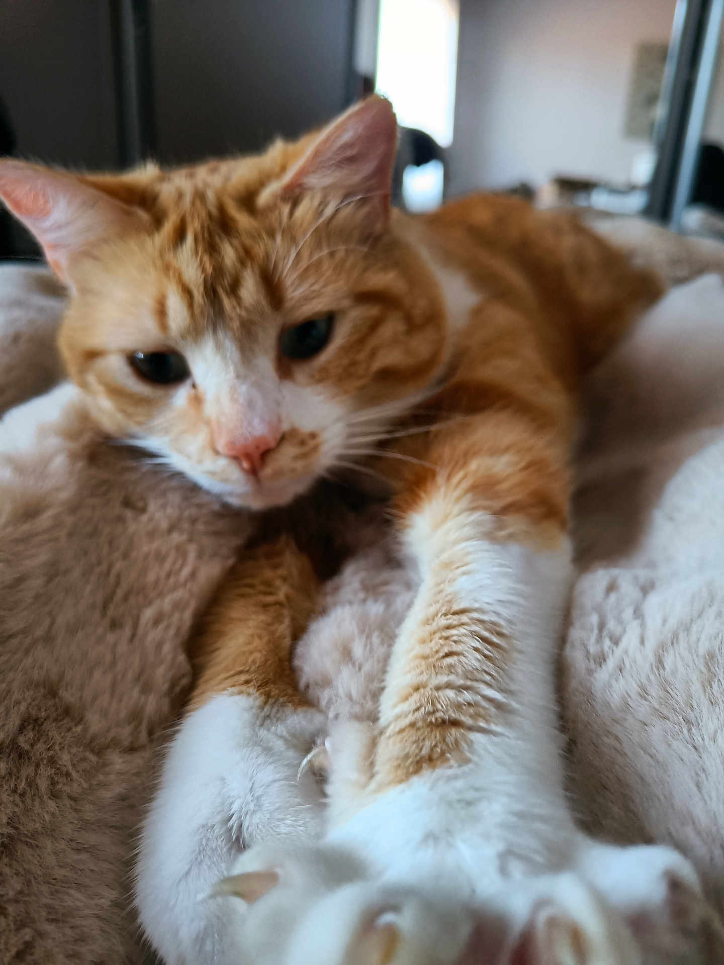 Noisette a rejoint le concours — aidez-le/la à gagner de superbes lots ! cat, ginger_cat, white_fur, paw, stretching, close_up, indoor, blanket, soft_texture, feline, pet, animal, whiskers, ears, nose, fur, relaxed, cozy, comfort, resting