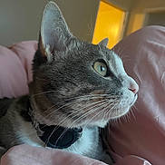 Kitkat joined the competition — help win amazing prizes! cat, gray_cat, white_cat, pet, feline, close_up, side_profile, bed, pink_bedding, whiskers, green_eyes, domestic_cat, indoor, fur, collar, relaxed, curious, animal, mammal, cute