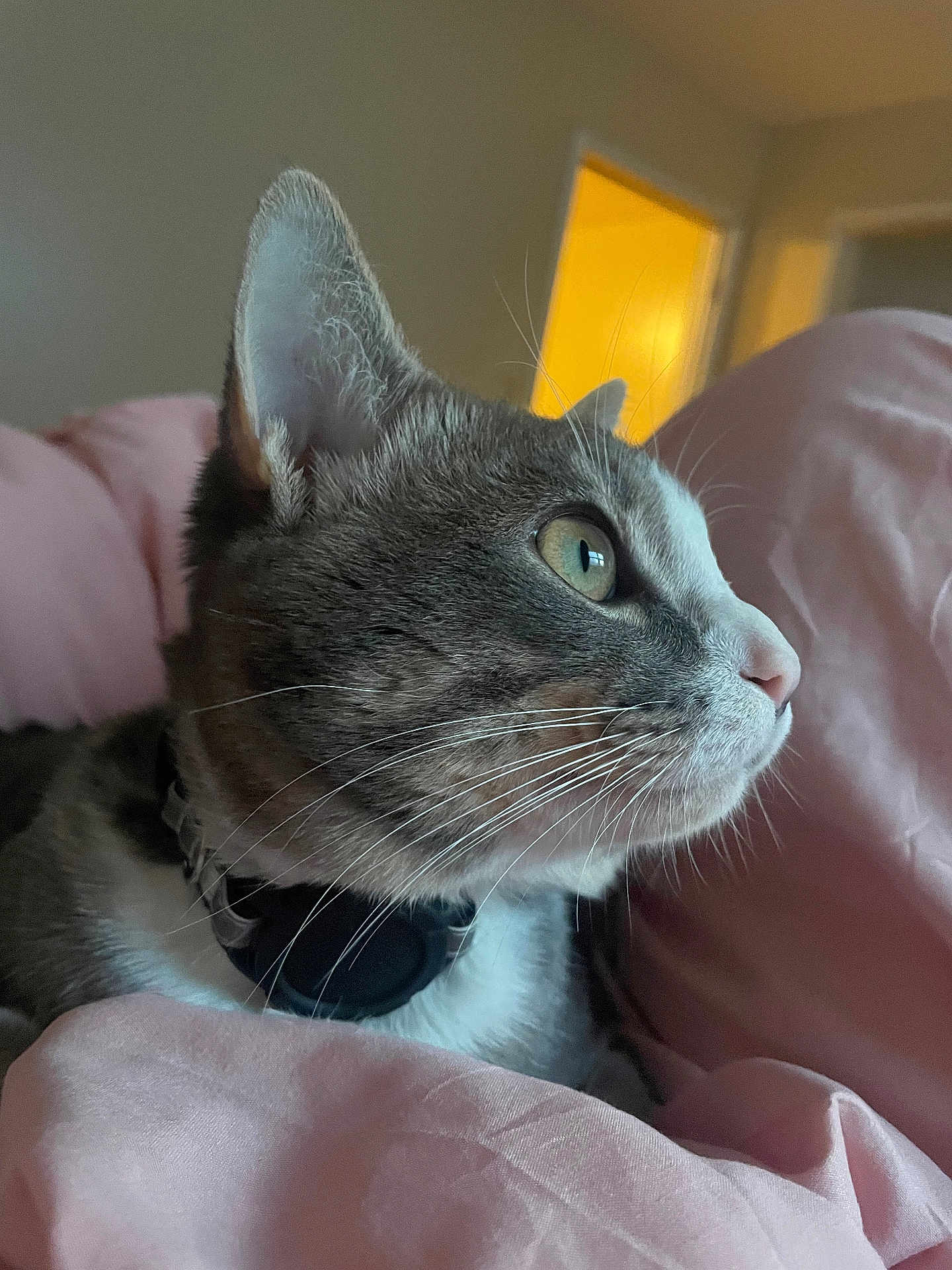 Kitkat joined the competition — help win amazing prizes! cat, gray_cat, white_cat, pet, feline, close_up, side_profile, bed, pink_bedding, whiskers, green_eyes, domestic_cat, indoor, fur, collar, relaxed, curious, animal, mammal, cute