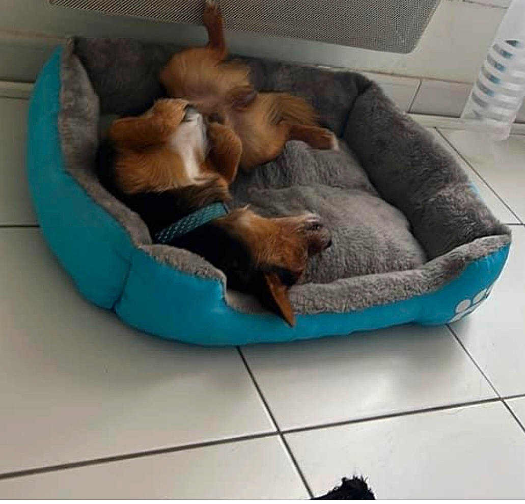 Naldo participe au concours pour gagner de l'argent avec cette photo : bean_bag, canidae, carnivore, cat_bed, cat_supply, comfort, companion_dog, couch, dog, dog_bed, dog_breed, dog_supply, fawn, felidae, nap, pet_supply, small_to_medium_sized_cats, sofa_bed, sporting_group, studio_couch