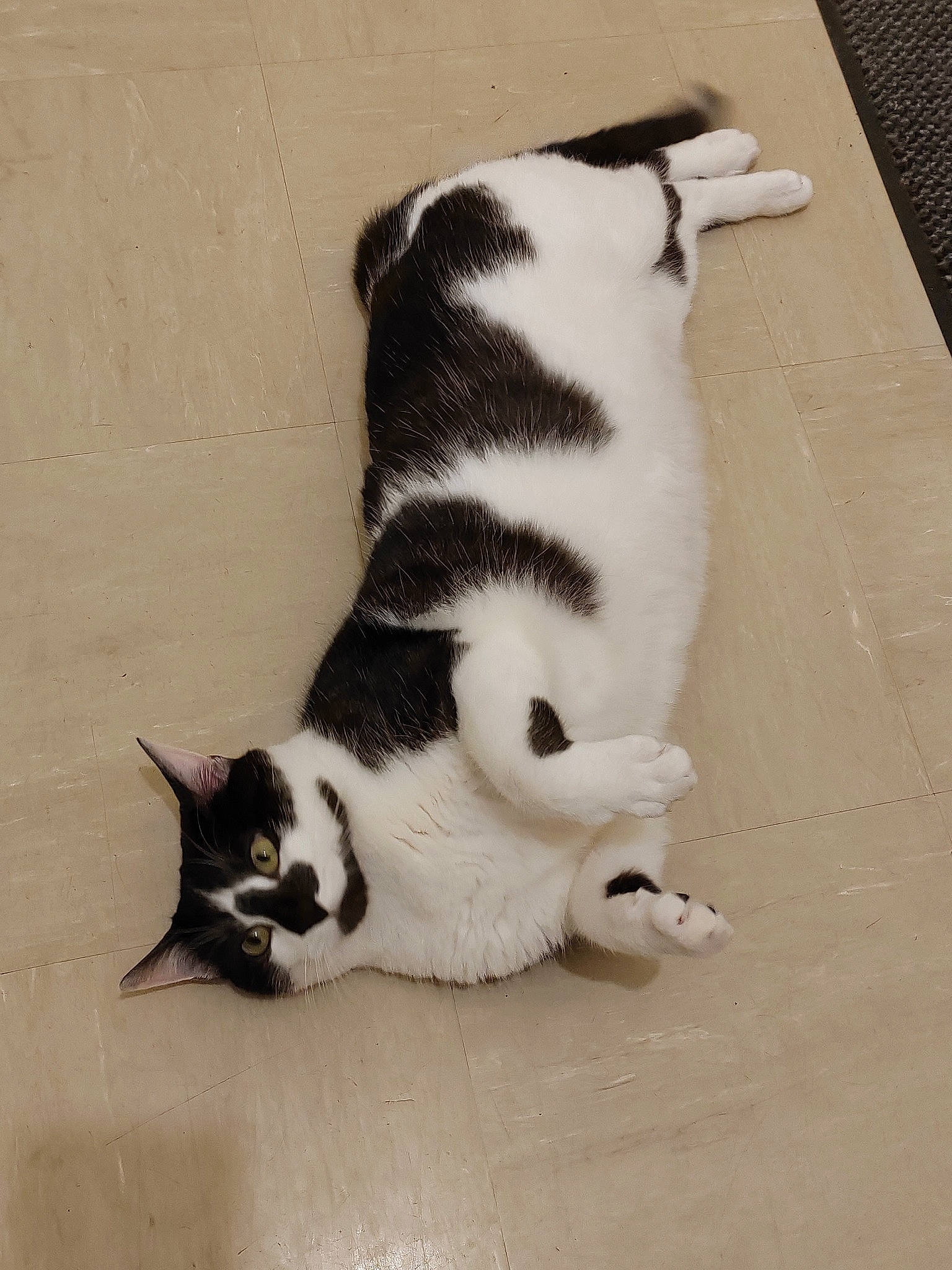 Minou a rejoint le concours — aidez-le/la à gagner de superbes lots ! canidae, carnivore, cat, claw, dog_breed, domestic_short_haired_cat, felidae, flooring, foot, fur, human_leg, leg, monochrome_photography, paw, sitting, small_to_medium_sized_cats, snout, tail, terrestrial_animal, whiskers