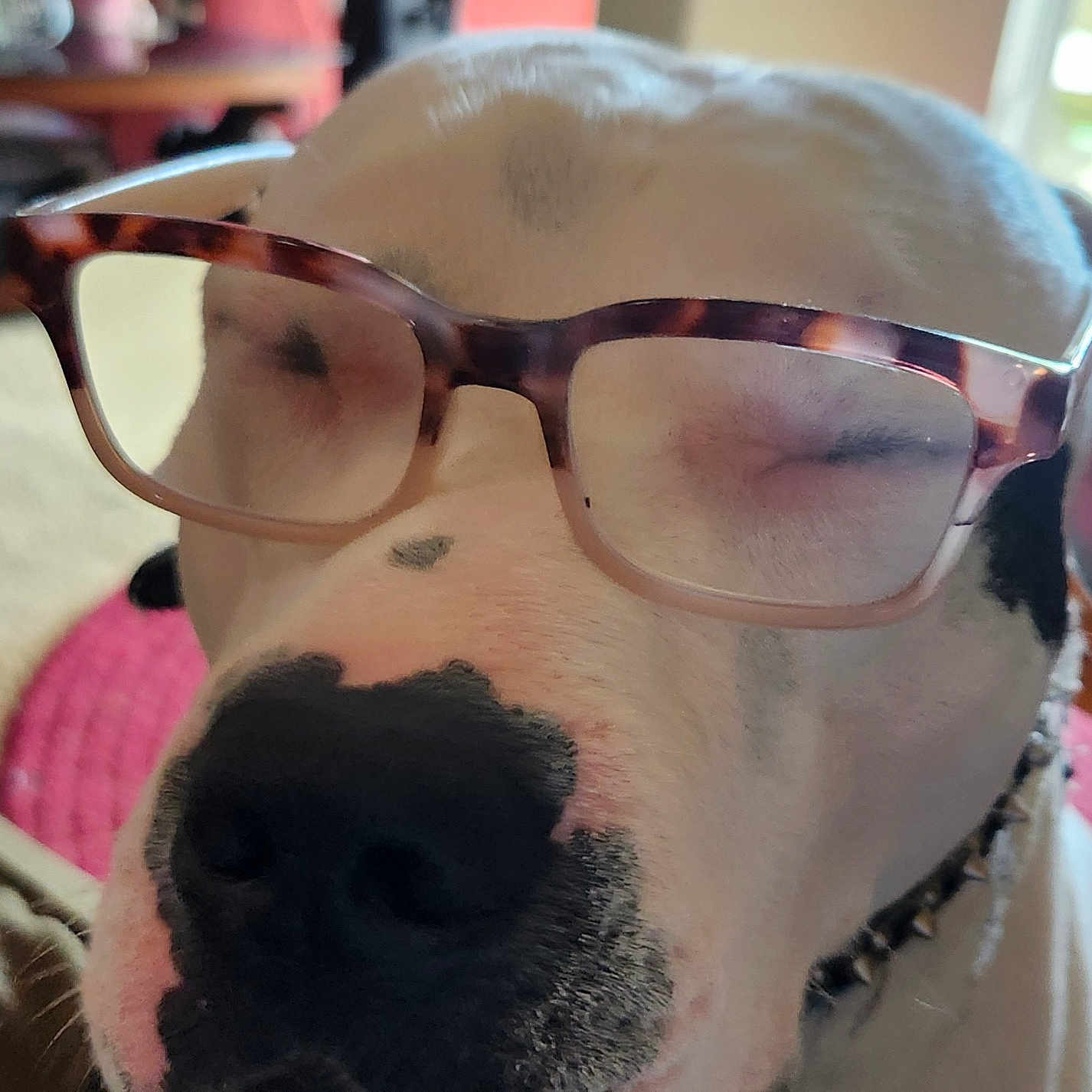 Apollo Creed joined the competition — help win amazing prizes! animal, black_spots, blurred_background, close_up, collar, dog, eyewear, face, funny, furniture, glasses, indoor, muzzle, nose, pet, portrait, relaxed, sitting, warm_lighting, white_fur