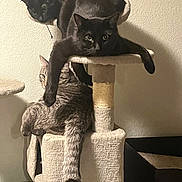 Zamasu joined the competition — help win amazing prizes! animal, black_cat, cat, cat_tree, cats, claws, cozy, curious, feline, fur, home, indoor, multi_cat, perched, pet, play_structure, relaxed, resting, tabby_cat, whiskers