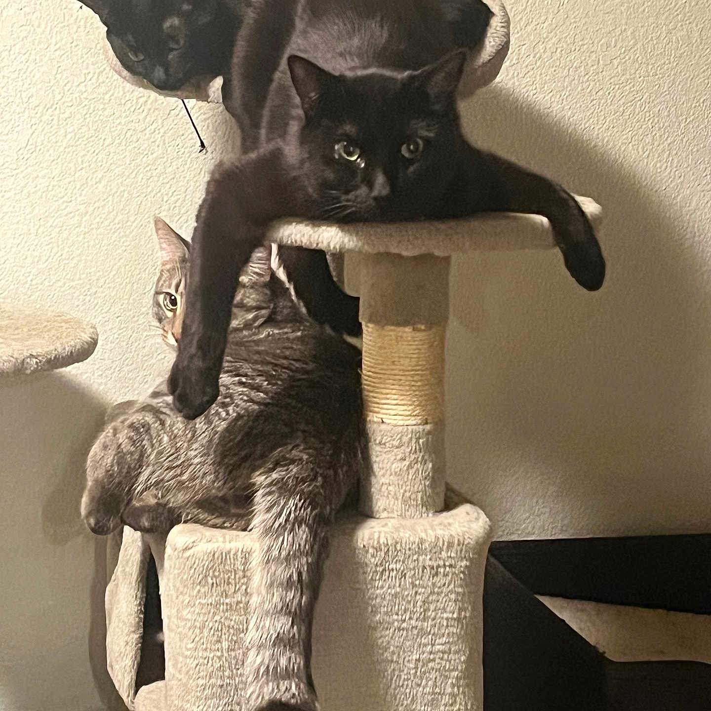 Zamasu joined the competition — help win amazing prizes! animal, black_cat, cat, cat_tree, cats, claws, cozy, curious, feline, fur, home, indoor, multi_cat, perched, pet, play_structure, relaxed, resting, tabby_cat, whiskers