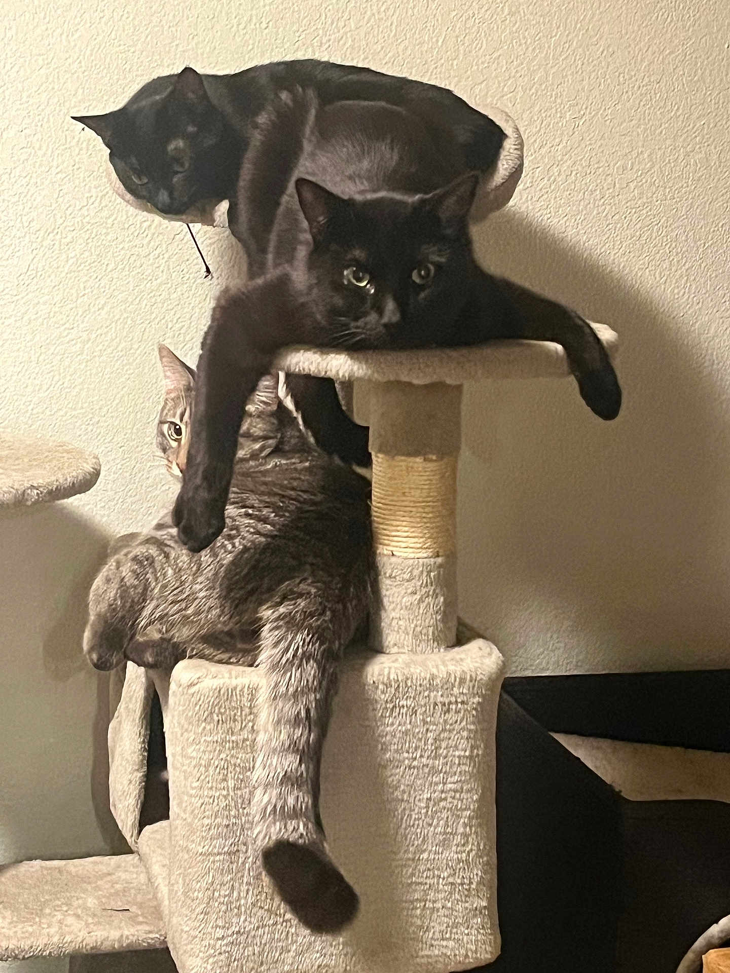 Zamasu joined the competition — help win amazing prizes! animal, black_cat, cat, cat_tree, cats, claws, cozy, curious, feline, fur, home, indoor, multi_cat, perched, pet, play_structure, relaxed, resting, tabby_cat, whiskers