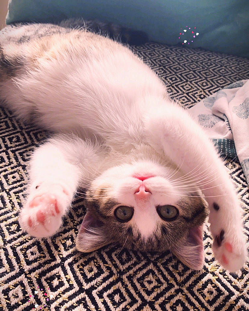 Enjoy a rejoint le concours — aidez-le/la à gagner de superbes lots ! carnivore, cat, claw, ear, eye, fawn, felidae, fur, kitten, nose, paw, ragdoll, skin, small_to_medium_sized_cats, tail, turkish_angora, whiskers