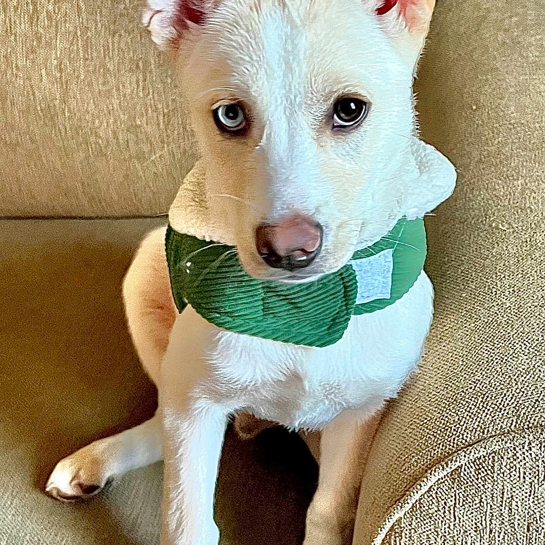 Taz is registered to the contest to win money with this photo: accessories, animal, canine, chair, chihuahua, collar, couch, cushion, dog, furniture, homedecor, hound, husky, pet, pillow, puppy, snout, strap, terrier, whitedog