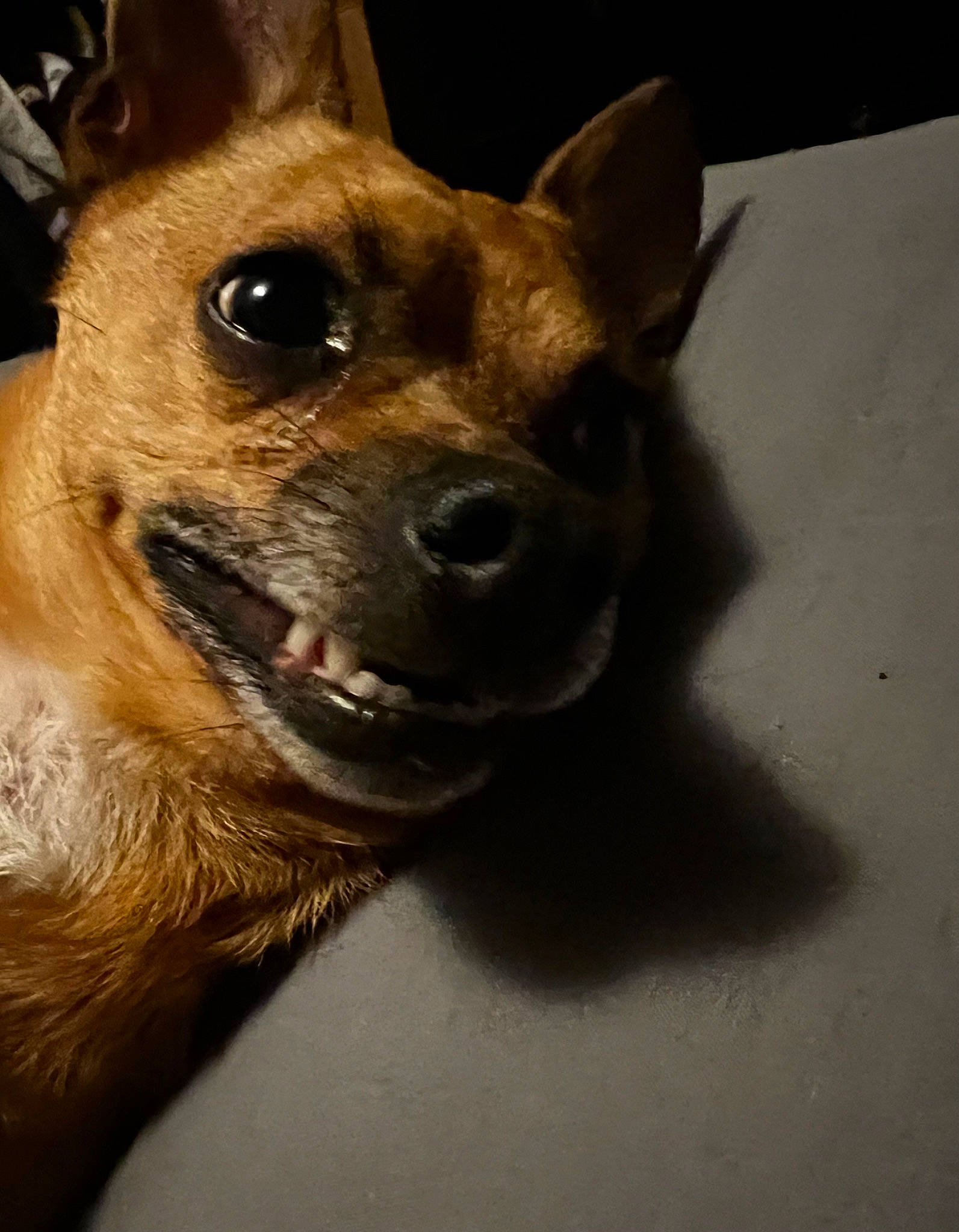 Arze is registered to the contest to win money with this photo: canidae, carnivore, collar, companion_dog, corgi_chihuahua, dog, dog_breed, ear, fawn, fur, snout, sporting_group, terrestrial_animal, toy_dog, whiskers, working_animal