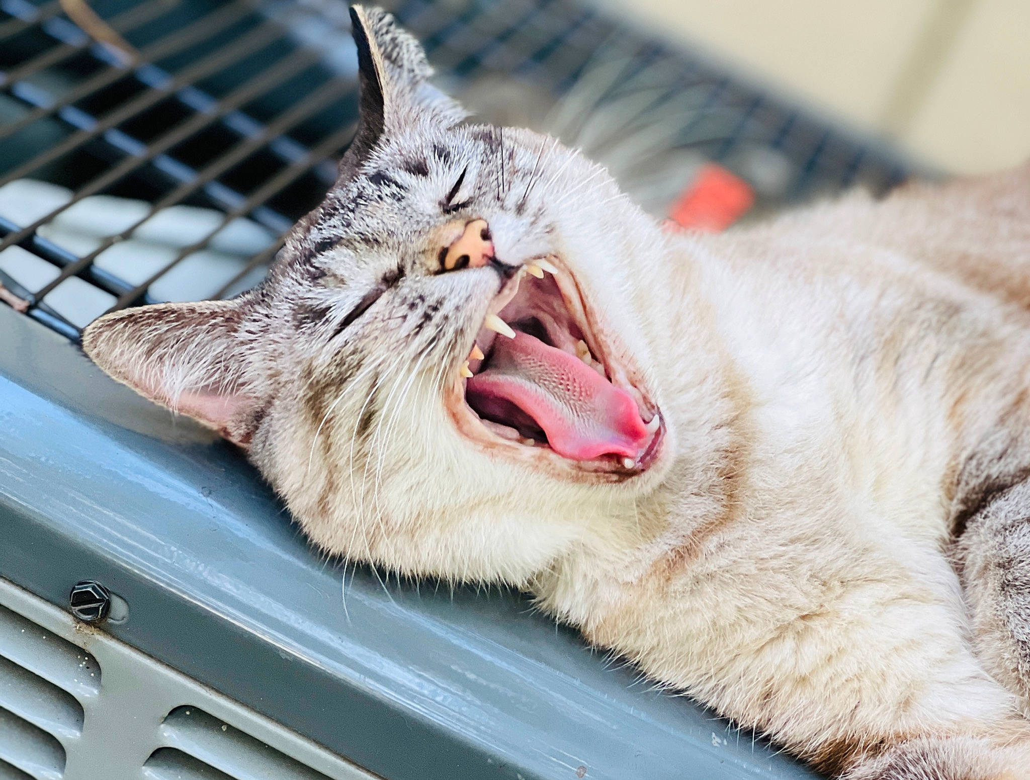 Odie is registered to the contest to win money with this photo: carnivore, cat, claw, close_up, domestic_short_haired_cat, fang, felidae, fence, fur, jaw, mammal, paw, roar, small_to_medium_sized_cats, snout, terrestrial_animal, tooth, vertebrate, whiskers, yawn