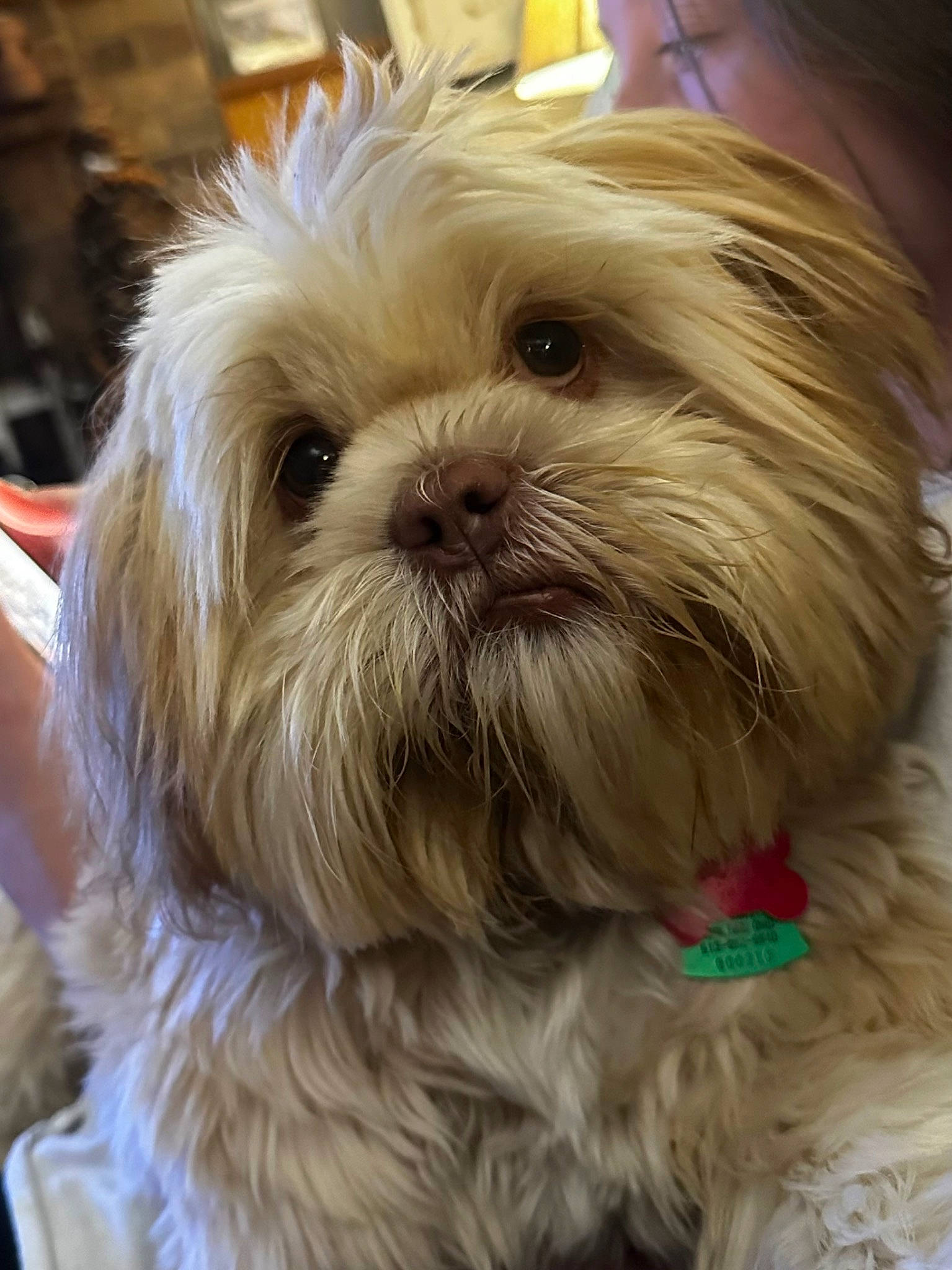 Hopper Magoo is registered to the contest to win money with this photo: canidae, carnivore, close_up, companion_dog, dog, dog_breed, fawn, fur, liver, maltepoo, natural_material, shih_poo, shih_tzu, small_terrier, snout, sporting_group, terrestrial_animal, terrier, toy_dog, working_animal