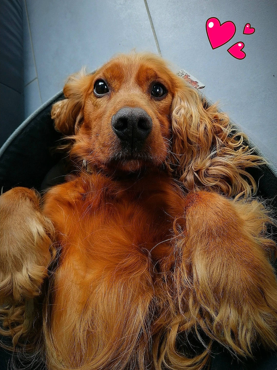 Isko a rejoint le concours — aidez-le/la à gagner de superbes lots ! blond, brown, canidae, carnivore, companion_dog, dog, dog_breed, fawn, fur, iris, liver, love, natural_material, pet_supply, snout, sporting_group, tan, vertebrate, whiskers, working_animal