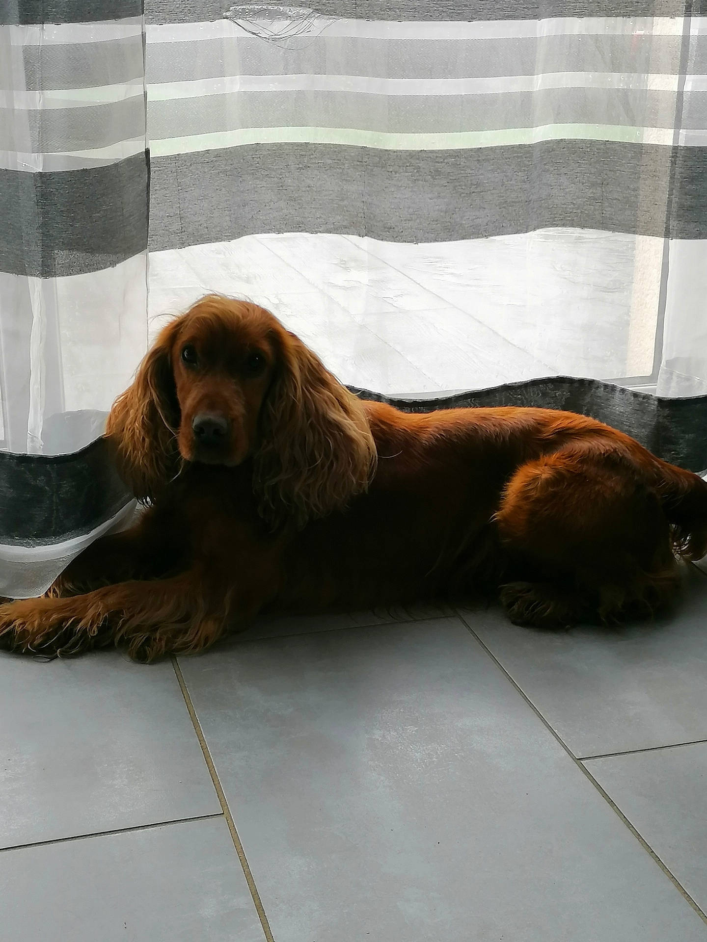 Isko participe au concours pour gagner de l'argent avec cette photo : brown, canidae, carnivore, cocker_spaniel, companion_dog, dog, dog_breed, floor, fur, gun_dog, hound, liver, snout, spaniel, sporting_group, tile, vertebrate, working_animal