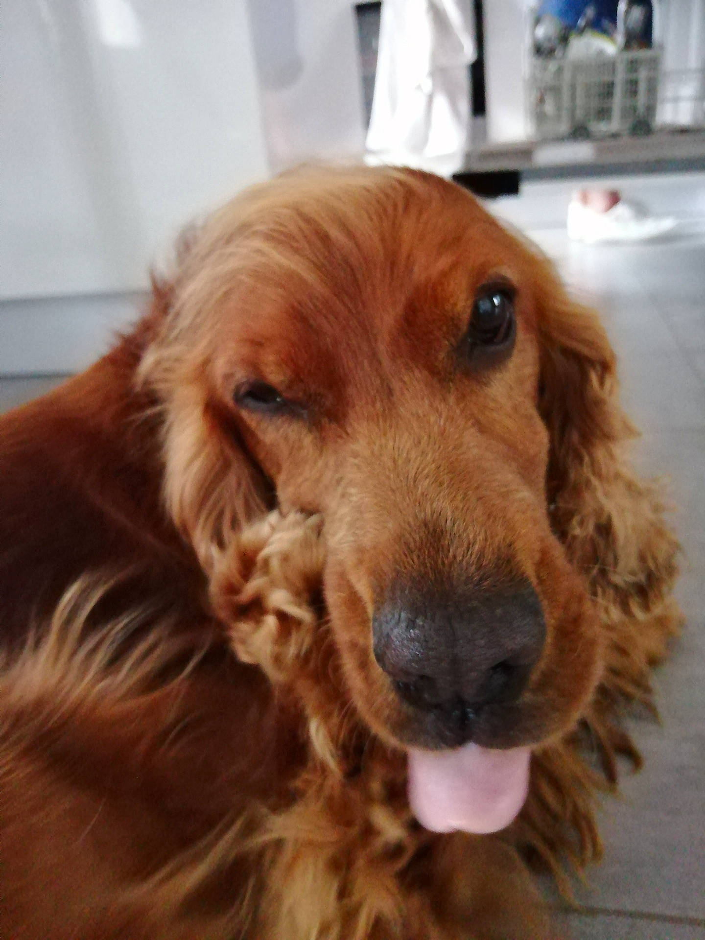 Isko a rejoint le concours — aidez-le/la à gagner de superbes lots ! beige, blond, brown, canidae, carnivore, cocker_spaniel, companion_dog, dog, dog_breed, fawn, fur, gun_dog, iris, liver, snout, spaniel, sporting_group, tan, vertebrate, working_animal