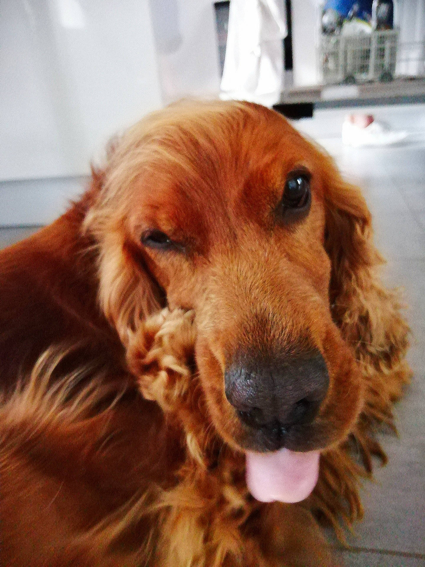 Isko a rejoint le concours — aidez-le/la à gagner de superbes lots ! blond, brown, canidae, carnivore, companion_dog, dog, dog_breed, fawn, fur, gun_dog, iris, liver, natural_material, snout, spaniel, sporting_group, tan, tongue, vertebrate, working_animal