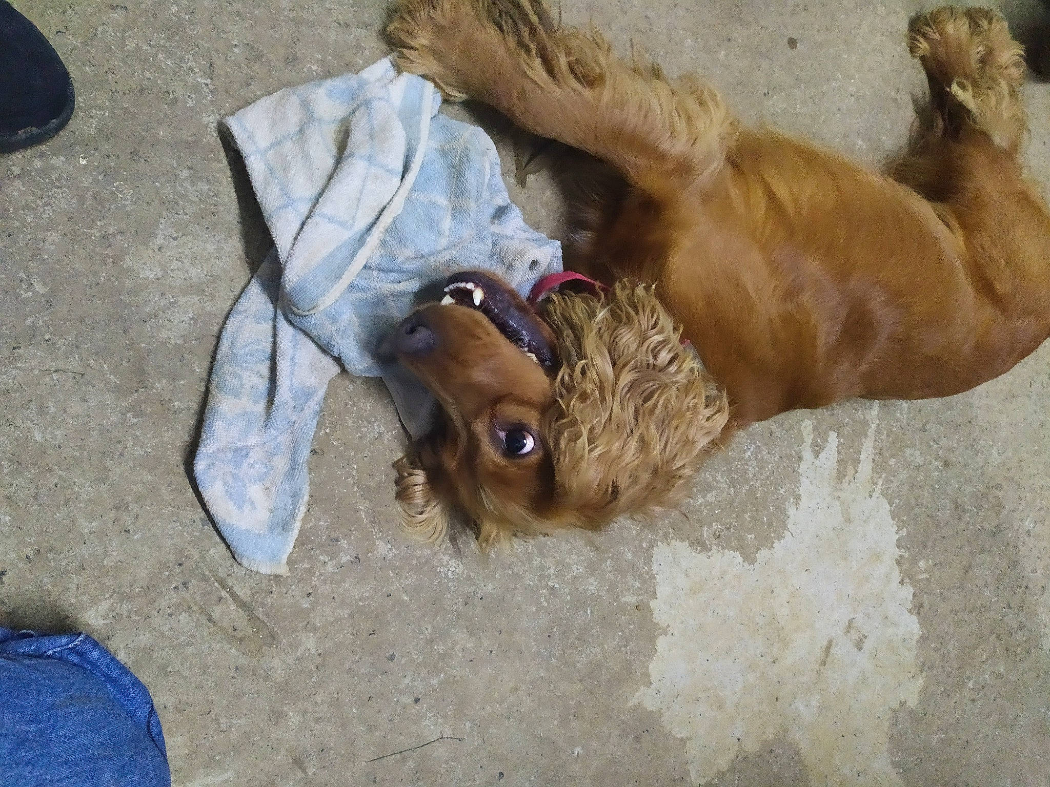 Isko a rejoint le concours — aidez-le/la à gagner de superbes lots ! brown, canidae, carnivore, collar, companion_dog, dog, dog_breed, dog_collar, dog_supply, fawn, flip_flops, fur, leash, liver, pet_supply, slipper, snout, sporting_group, working_animal