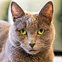 alert, animal, cat, close_up, cute, domestic_cat, ears, face, feline, focused, fur, gray_cat, green_eyes, indoor, mammal, nose, pet, portrait, soft_light, whiskers