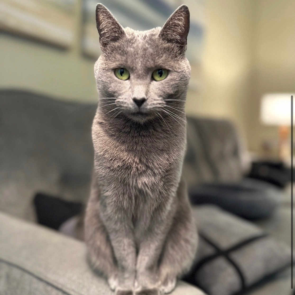 Loki is registered to the contest to win money with this photo: armrest, blurred_background, calm, cat, couch, cozy, cute, domestic_animal, feline, fur, furniture, gray_cat, green_eyes, indoor, living_room, looking, pet, portrait, sitting, whiskers