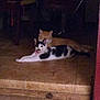 Puss Poo An Kissie joined the competition — help win amazing prizes! animal, black_and_white_cat, cat, companion, cozy, cute, domestic, feline, floor, fur, ginger_cat, home, indoor, mustache_marking, pets, quiet, relaxing, resting, tiled_floor, two_cats