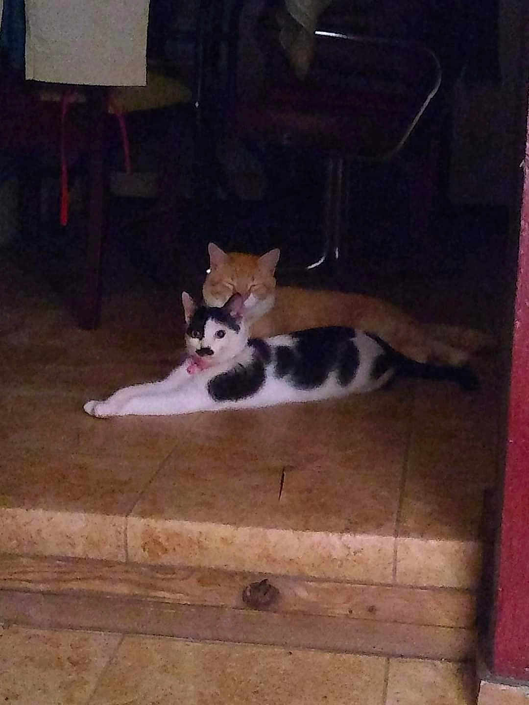 Puss Poo An Kissie joined the competition — help win amazing prizes! animal, black_and_white_cat, cat, companion, cozy, cute, domestic, feline, floor, fur, ginger_cat, home, indoor, mustache_marking, pets, quiet, relaxing, resting, tiled_floor, two_cats