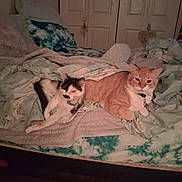 Puss Poo An Kissie is registered to the contest to win money with this photo: bed, black_and_white_cat, blanket, cat, collar, comfort, cozy, domestic_animal, feline, fur, home, indoor, orange_cat, pet, quiet, relaxation, resting, sleepy, soft_lighting, two_animals