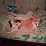 bed, black_and_white_cat, blanket, cat, collar, comfort, cozy, domestic_animal, feline, fur, home, indoor, orange_cat, pet, quiet, relaxation, resting, sleepy, soft_lighting, two_animals