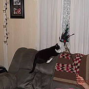 Rocher is registered to the contest to win money with this photo: black_cat, cat, couch, crocheted_blanket, curtains, feather_toy, framed_photos, furniture, hand, home, indoor, living_room, person_hand, pet, sofa, timestamp, toy, wall, white_paws, window