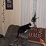black_cat, cat, couch, crocheted_blanket, curtains, feather_toy, framed_photos, furniture, hand, home, indoor, living_room, person_hand, pet, sofa, timestamp, toy, wall, white_paws, window