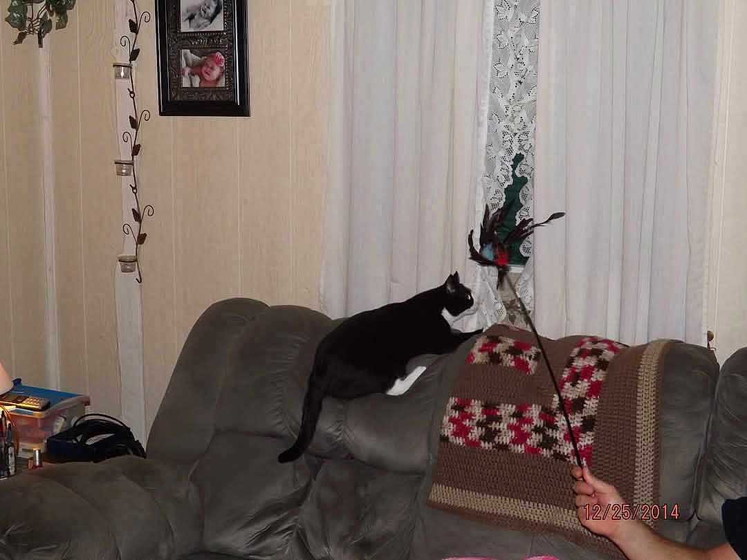 Rocher is registered to the contest to win money with this photo: black_cat, cat, couch, crocheted_blanket, curtains, feather_toy, framed_photos, furniture, hand, home, indoor, living_room, person_hand, pet, sofa, timestamp, toy, wall, white_paws, window