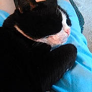 Rocher joined the competition — help win amazing prizes! animal, black_and_white_cat, blue_shorts, carpet, cat, close_up, companion, cozy, cute, domestic_animal, furry, indoor, lap, person, pet, pink_nose, relaxation, resting, sleeping_cat, whiskers