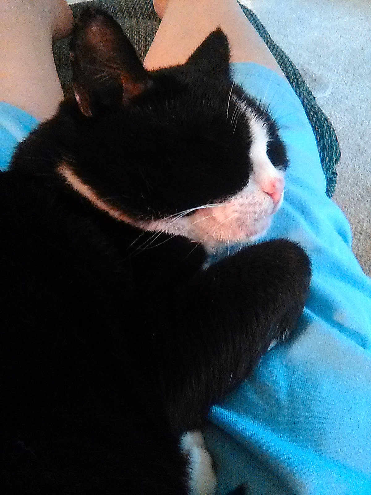 Rocher joined the competition — help win amazing prizes! animal, black_and_white_cat, blue_shorts, carpet, cat, close_up, companion, cozy, cute, domestic_animal, furry, indoor, lap, person, pet, pink_nose, relaxation, resting, sleeping_cat, whiskers