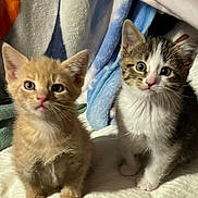 Summer joined the competition — help win amazing prizes! kitten, cat, orange_cat, tabby_cat, pets, animal, cute, feline, young, soft_blanket, indoors, curious, small, fur, whiskers, ears, eyes, sitting, cozy, background