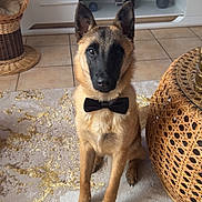 Akyro a rejoint le concours — aidez-le/la à gagner de superbes lots ! dog, bow_tie, carpet, living_room, wicker_basket, furniture, television, decor, tile_floor, pet, indoor, brown_dog, black_face, sitting, obedient, cute, animal, canine, portrait, home