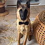 dog, bow_tie, carpet, living_room, wicker_basket, furniture, television, decor, tile_floor, pet, indoor, brown_dog, black_face, sitting, obedient, cute, animal, canine, portrait, home
