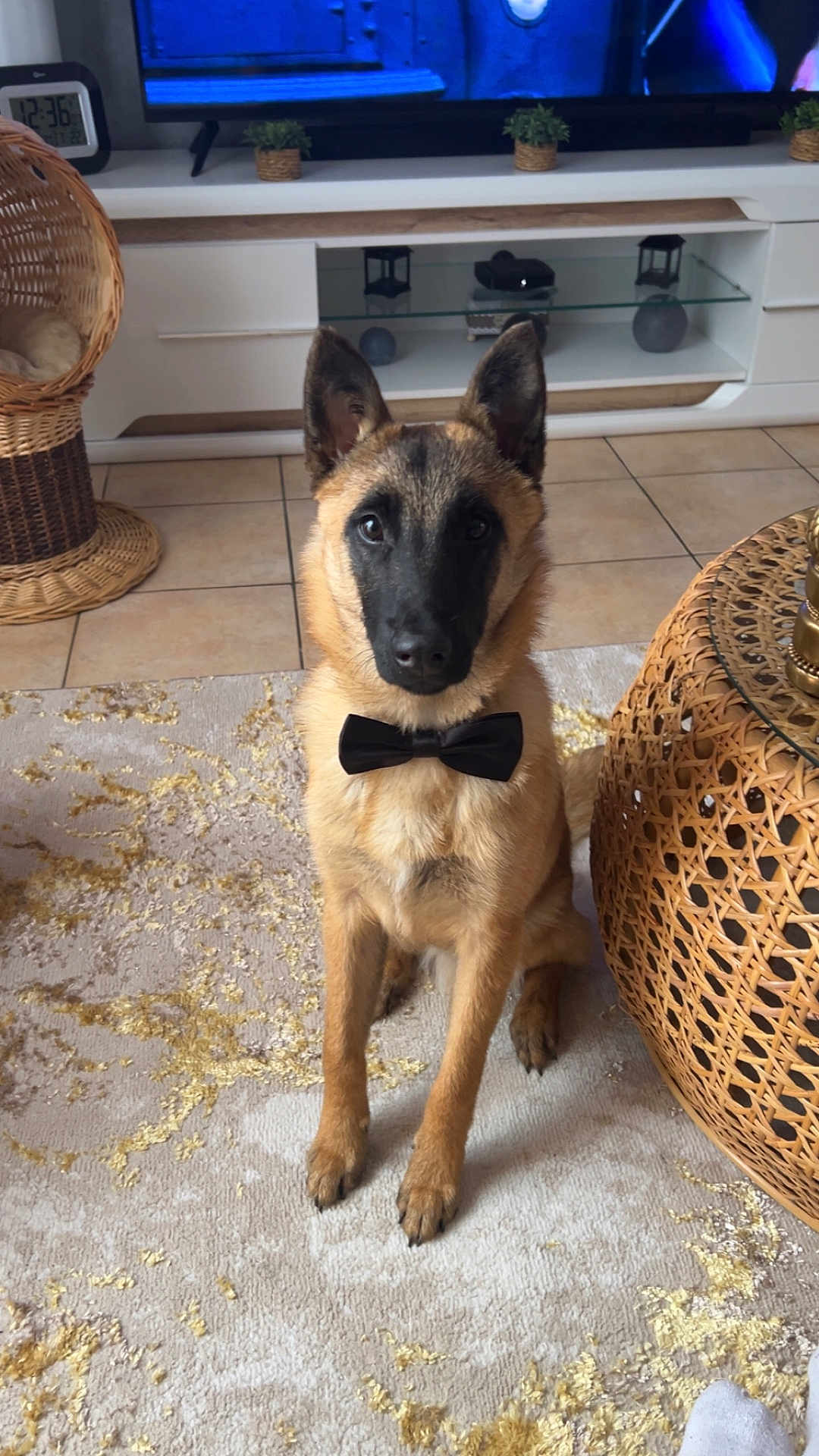 Akyro a rejoint le concours — aidez-le/la à gagner de superbes lots ! dog, bow_tie, carpet, living_room, wicker_basket, furniture, television, decor, tile_floor, pet, indoor, brown_dog, black_face, sitting, obedient, cute, animal, canine, portrait, home