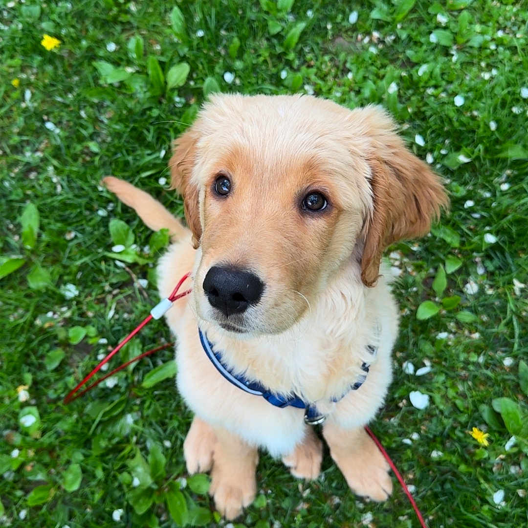 Murphy joined the competition — help win amazing prizes! animal, collar, cute, dog, ears, flower_petals, fur, golden_retriever, grass, greenery, leash, looking_up, nature, nose, outdoor, pet, puppy, sitting, small_flowers, young_dog