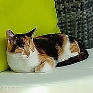 Bella a rejoint le concours — aidez-le/la à gagner de superbes lots ! cat, calico_cat, sleeping, resting, cushion, green_cushion, white_surface, indoor, pet, fur, whiskers, tail, ears, close_up, relaxation, cozy, feline, comfort, domestic_animal, home
