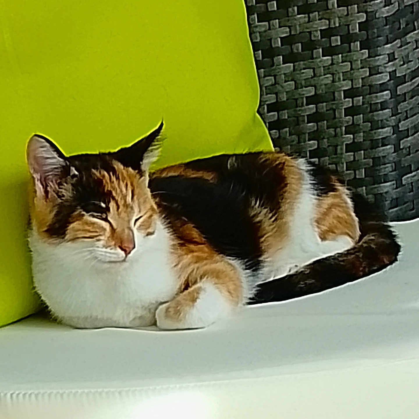 Bella a rejoint le concours — aidez-le/la à gagner de superbes lots ! calico_cat, cat, close_up, comfort, cozy, cushion, domestic_animal, ears, feline, fur, green_cushion, home, indoor, pet, relaxation, resting, sleeping, tail, whiskers, white_surface