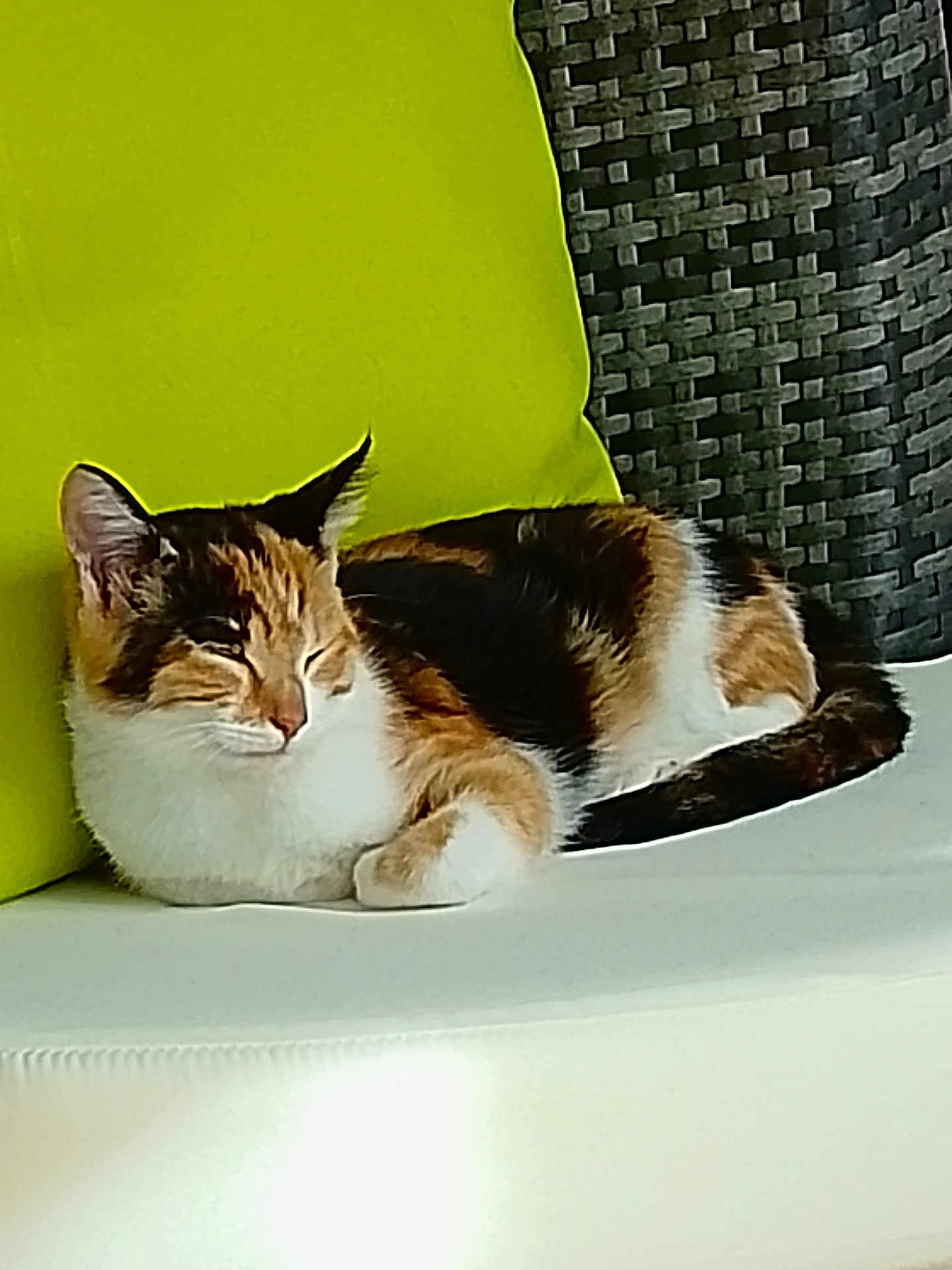 Bella a rejoint le concours — aidez-le/la à gagner de superbes lots ! cat, calico_cat, sleeping, resting, cushion, green_cushion, white_surface, indoor, pet, fur, whiskers, tail, ears, close_up, relaxation, cozy, feline, comfort, domestic_animal, home