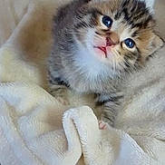Beethoven participe au concours pour gagner de l'argent avec cette photo : kitten, cat, animal, pet, furry, cute, baby, young, soft, blanket, cozy, fur, whiskers, small, domestic, mammal, adorable, indoor, resting, comfort