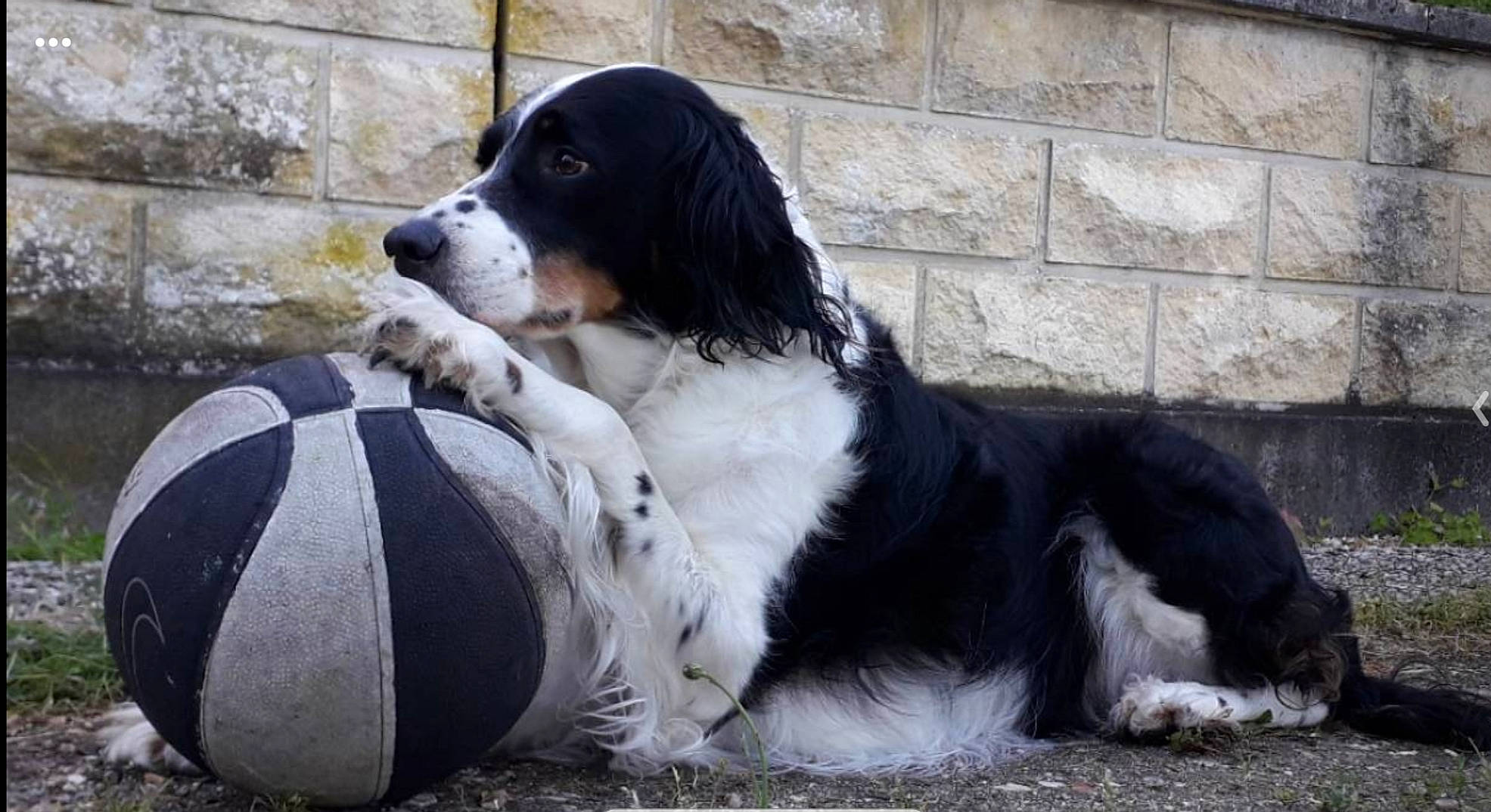 Kayla a rejoint le concours — aidez-le/la à gagner de superbes lots ! bernese_mountain_dog, canidae, carnivore, cavalier_king_charles_spaniel, companion_dog, dog, dog_breed, king_charles_spaniel, mammal, rare_breed_dog, snout, spaniel, sporting_group, vertebrate