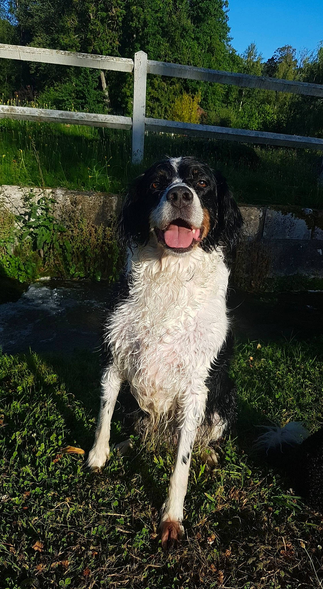 Kayla participe au concours pour gagner de l'argent avec cette photo : bucovina_shepherd_dog, canidae, carnivore, companion_dog, dog, dog_breed, drentse_patrijshond, french_spaniel, hunting_dog, karakachan_dog, landseer, large_munsterlander, mammal, rare_breed_dog, spaniel, sporting_group, stabyhoun, vertebrate, wetterhoun