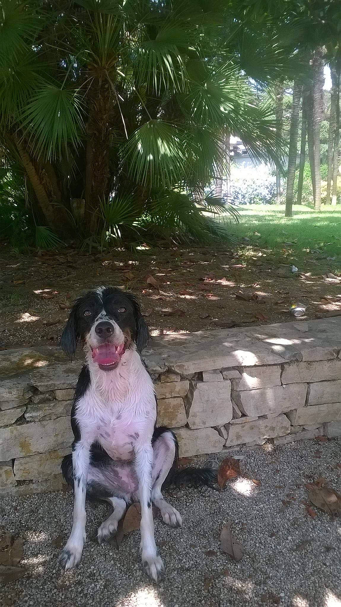 Kayla a rejoint le concours — aidez-le/la à gagner de superbes lots ! bluetick_coonhound, braque_dauvergne, canidae, carnivore, dog, dog_breed, german_shorthaired_pointer, hunting_dog, mammal, old_danish_pointer, pointer, pointing_breed, small_munsterlander, sporting_group, tail, vertebrate