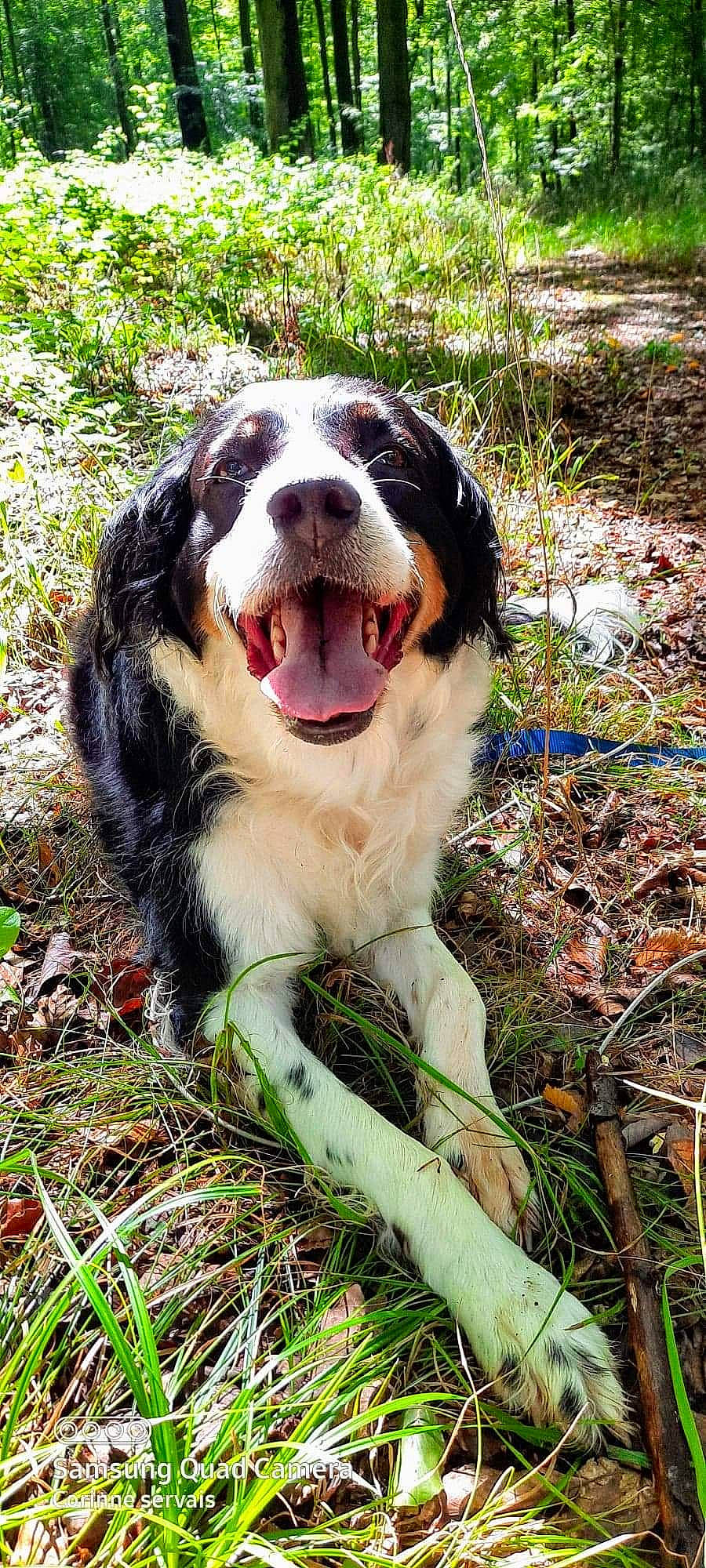 Kayla a rejoint le concours — aidez-le/la à gagner de superbes lots ! australian_collie, australian_shepherd, bernese_mountain_dog, canidae, carnivore, companion_dog, dog, dog_breed, english_shepherd, grass, herding_dog, mammal, plant, sporting_group, vertebrate, welsh_sheepdog, working_dog
