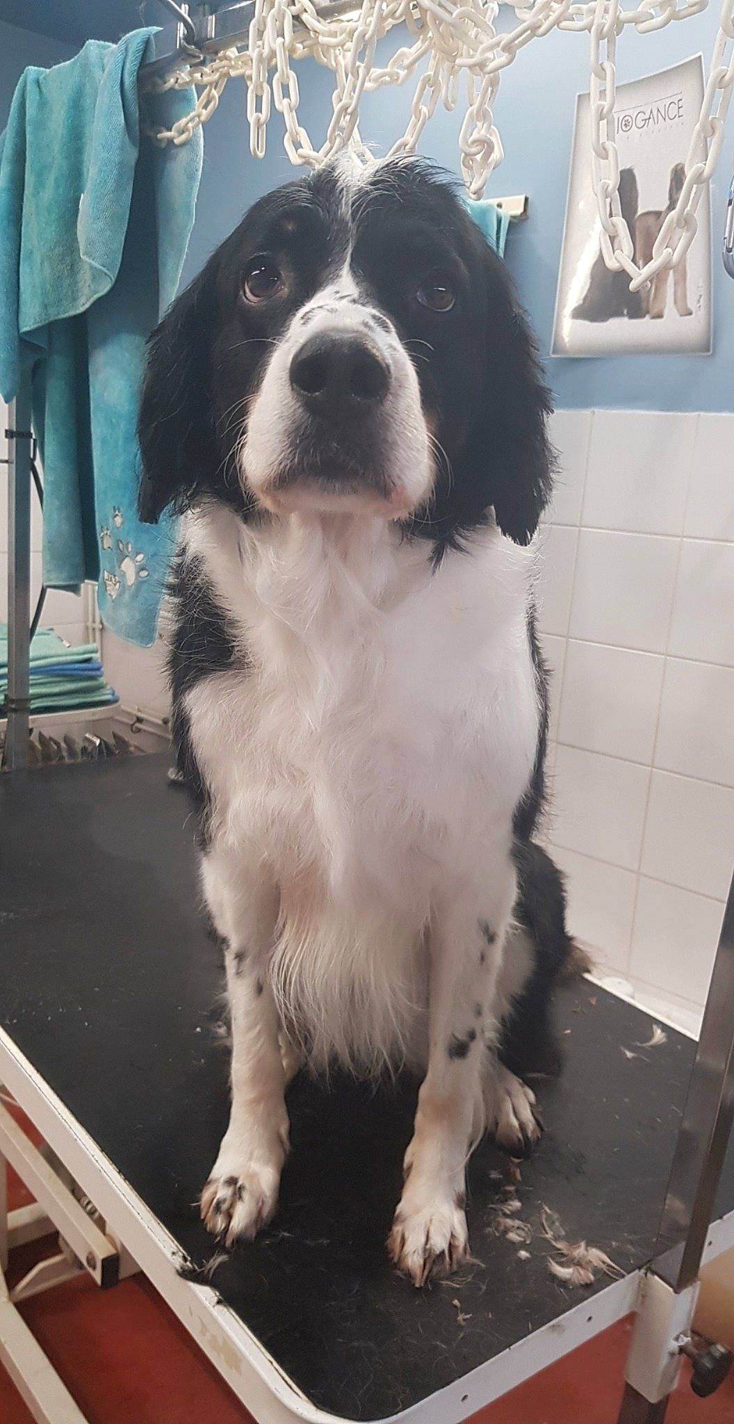 Kayla participe au concours pour gagner de l'argent avec cette photo : bucovina_shepherd_dog, canidae, carnivore, companion_dog, dog, dog_breed, karakachan_dog, landseer, mammal, moscow_watchdog, mucuchies, pyrenean_mastiff, rare_breed_dog, snout, spaniel, sporting_group, st_bernard, vertebrate